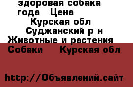 здоровая собака, 2 года › Цена ­ 10 000 - Курская обл., Суджанский р-н Животные и растения » Собаки   . Курская обл.